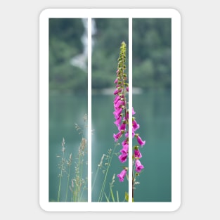 Wonderful landscapes in Norway. Blooming colorful lupine flowers in Norway in the wild grass. Blur background. Summer cloudy day(vertical) Sticker